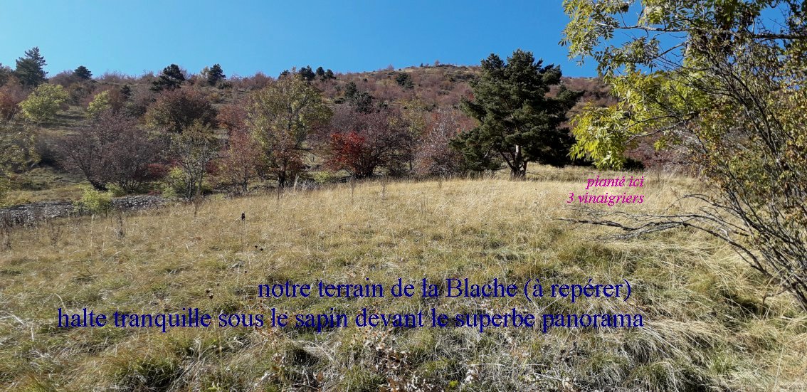 blache