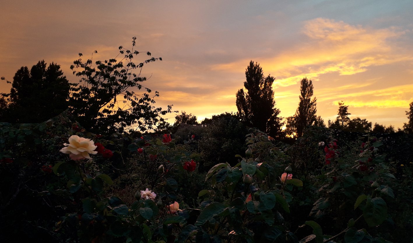 roses