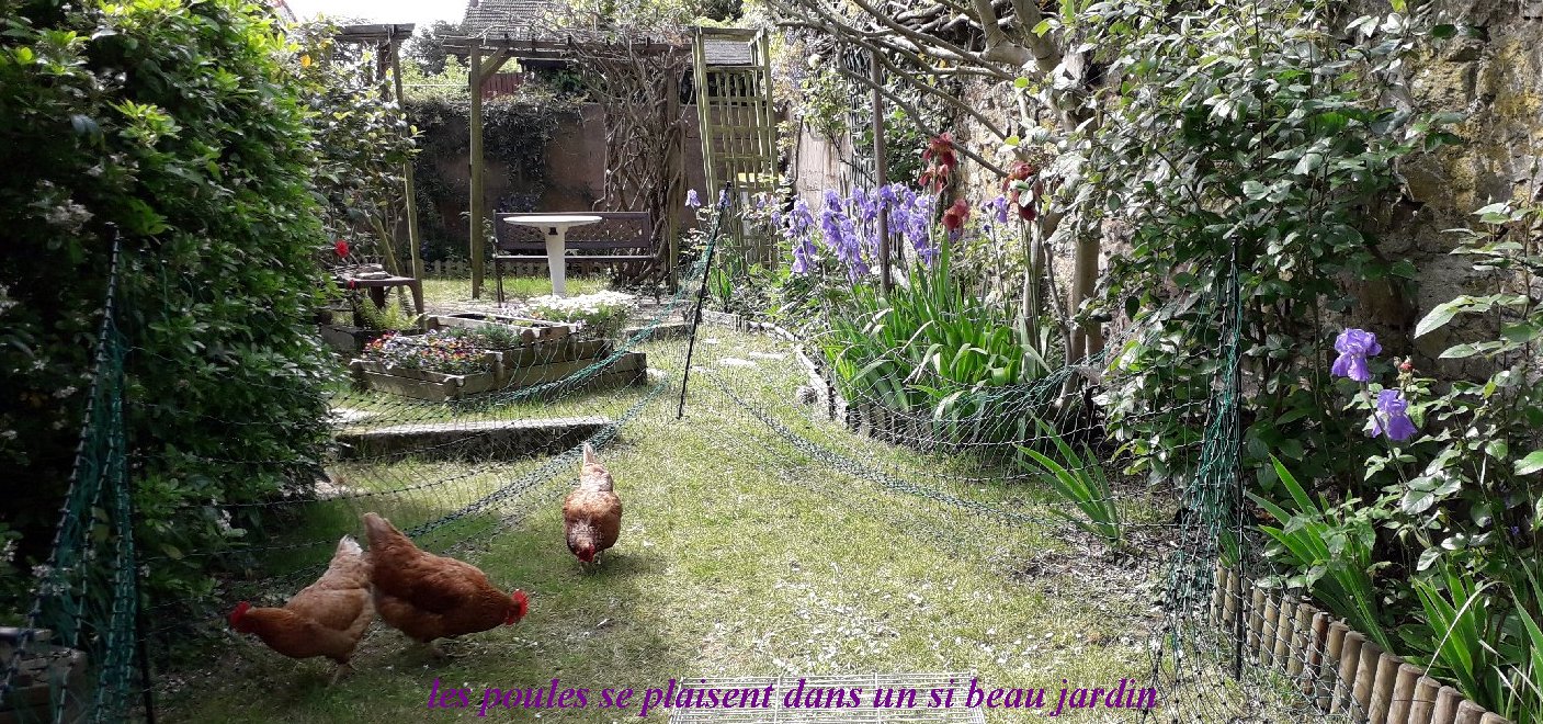 poules