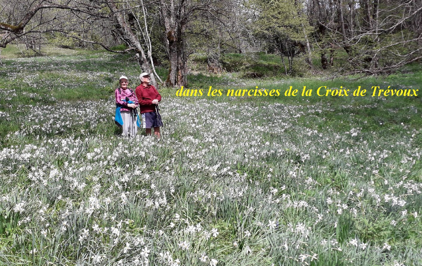 narcisses