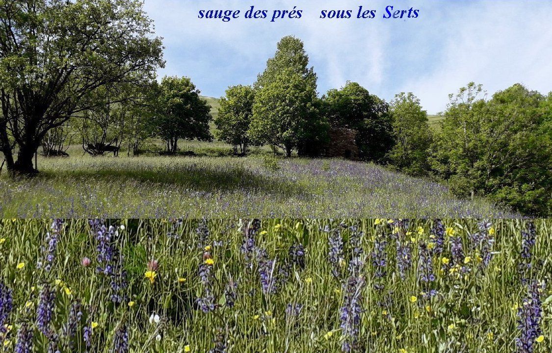 sauges