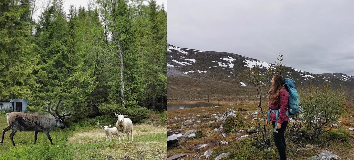 moutons