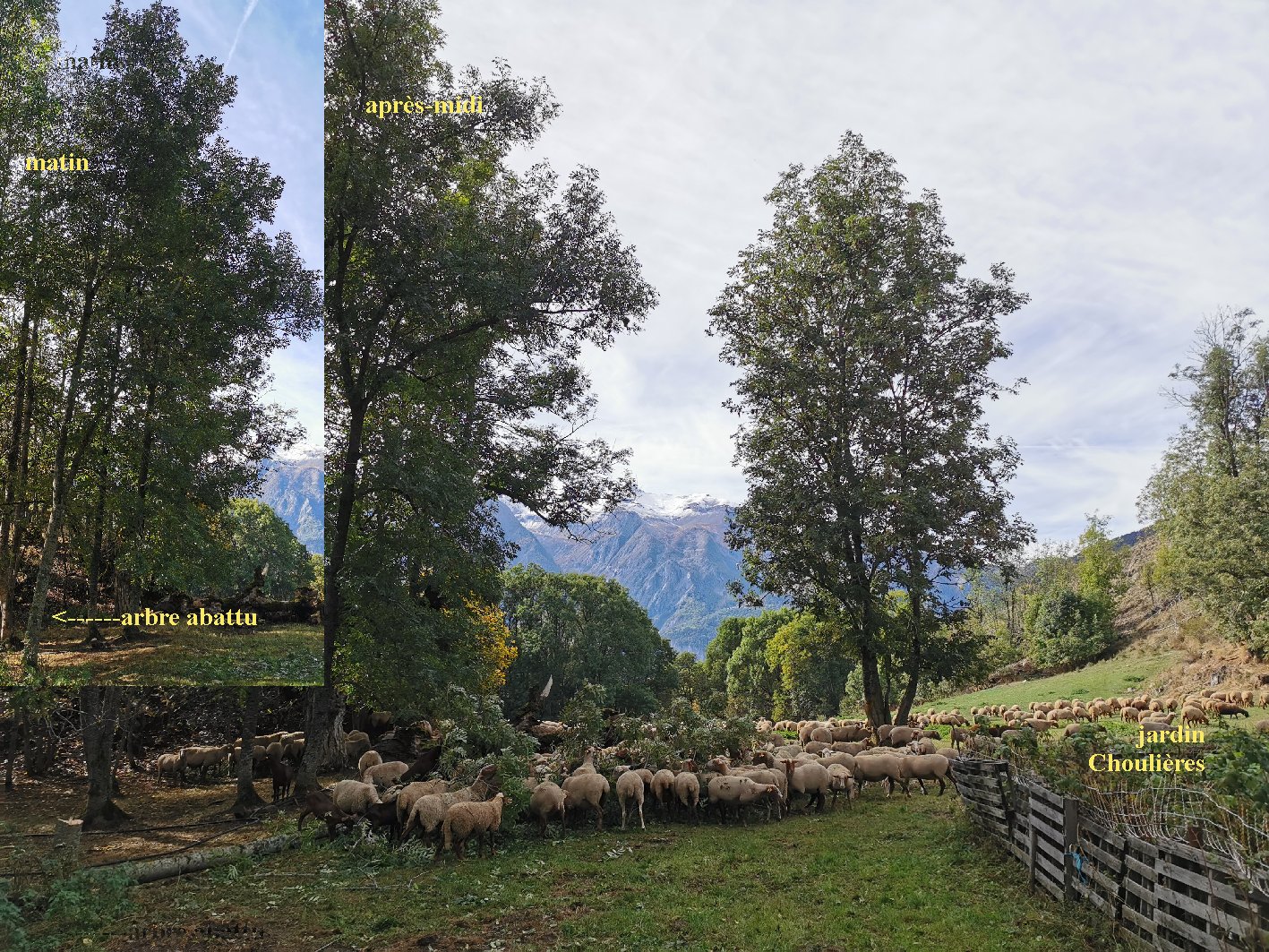 moutons