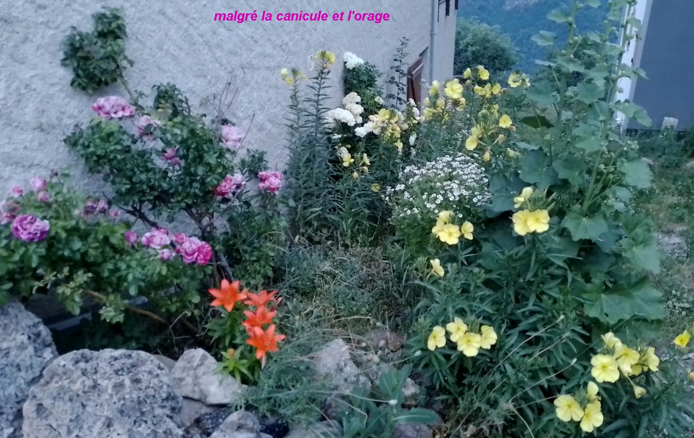 fleursPuy